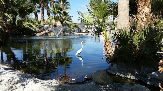 desert palms community pond